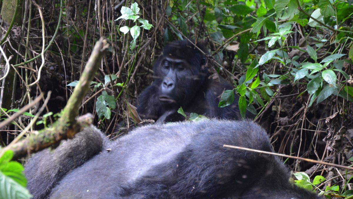 private-transfers-from-kigali-to-bwindi-national-park