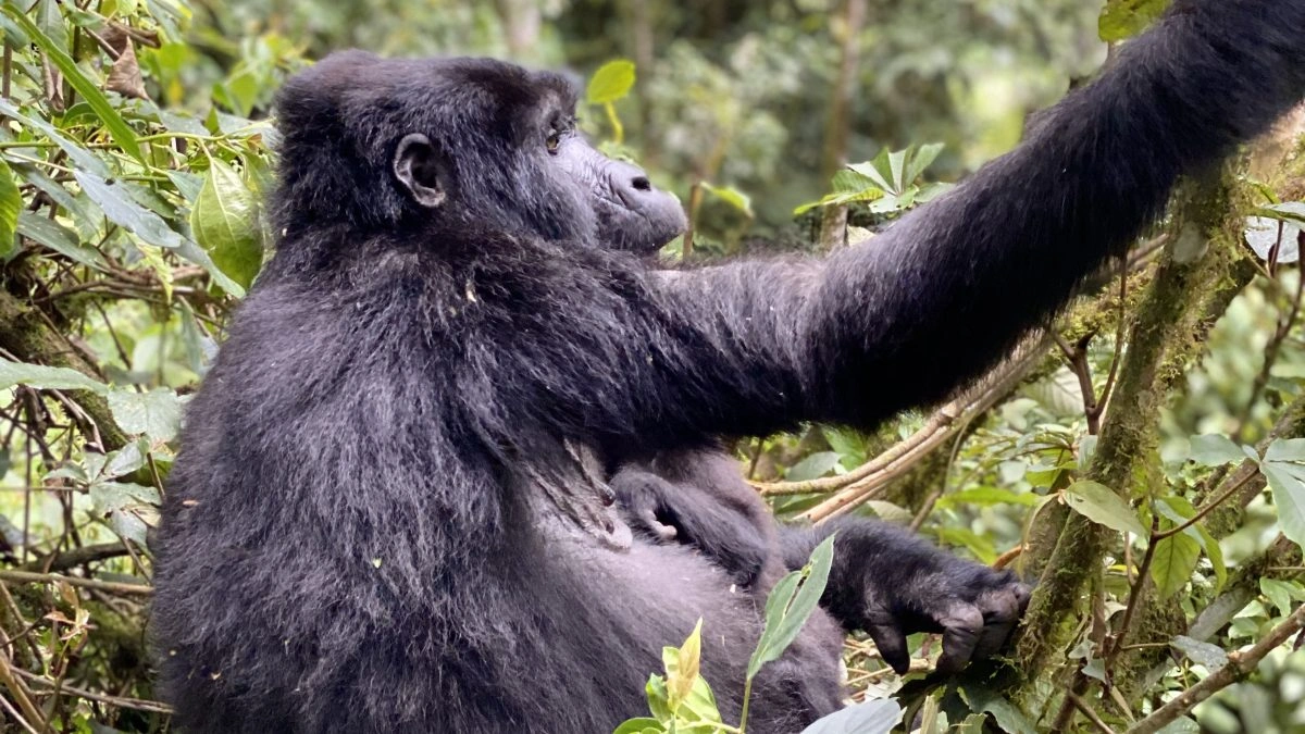gorilla-trekking-safaris-in-bwindi-starting-from-kigali-rwanda