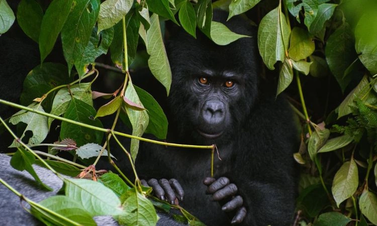 kigali-to-nkuringo-gorilla-trekking-transfers