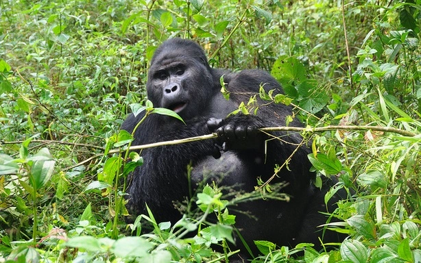 budget-gorilla-trekking-experiences-in-africa