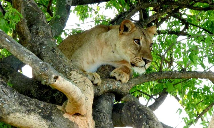 wildlife-encounters-you-can-expect-in-uganda
