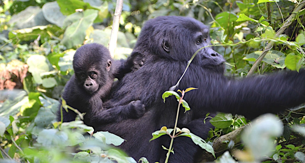 gorilla-trekking-during-summer-holidays