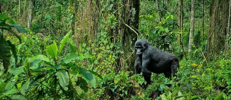safari-adventures-around-bwindi-forest