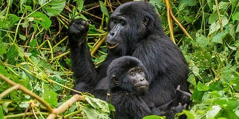 best-road-trips-from-kigali-to-bwindi-impenetrable-forest