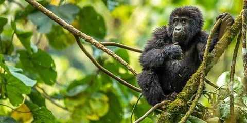 uganda-gorilla-trekking-in-3-days