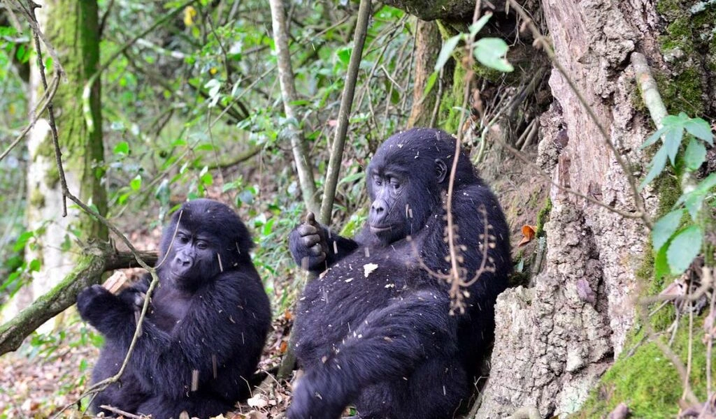 shared-vs-private-transfers-from-kigali-to-bwindi