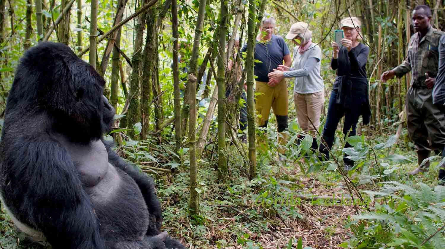 car-rental-tips-for-gorilla-trekking-safaris-in-uganda