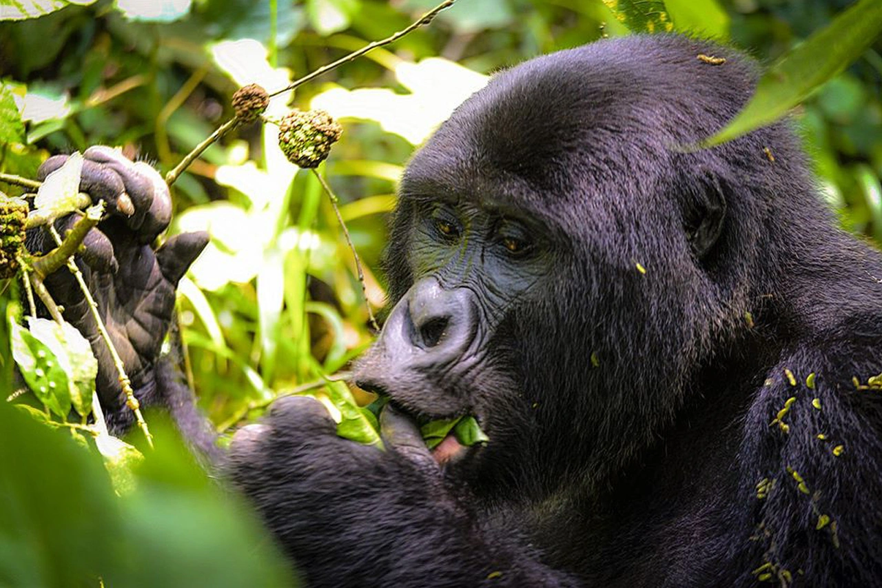 gorilla-trekking-permit-prices-in-rwanda