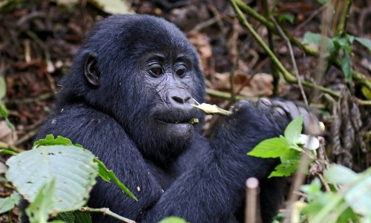 kigali-to-buhoma-gorilla-trekking-transfers