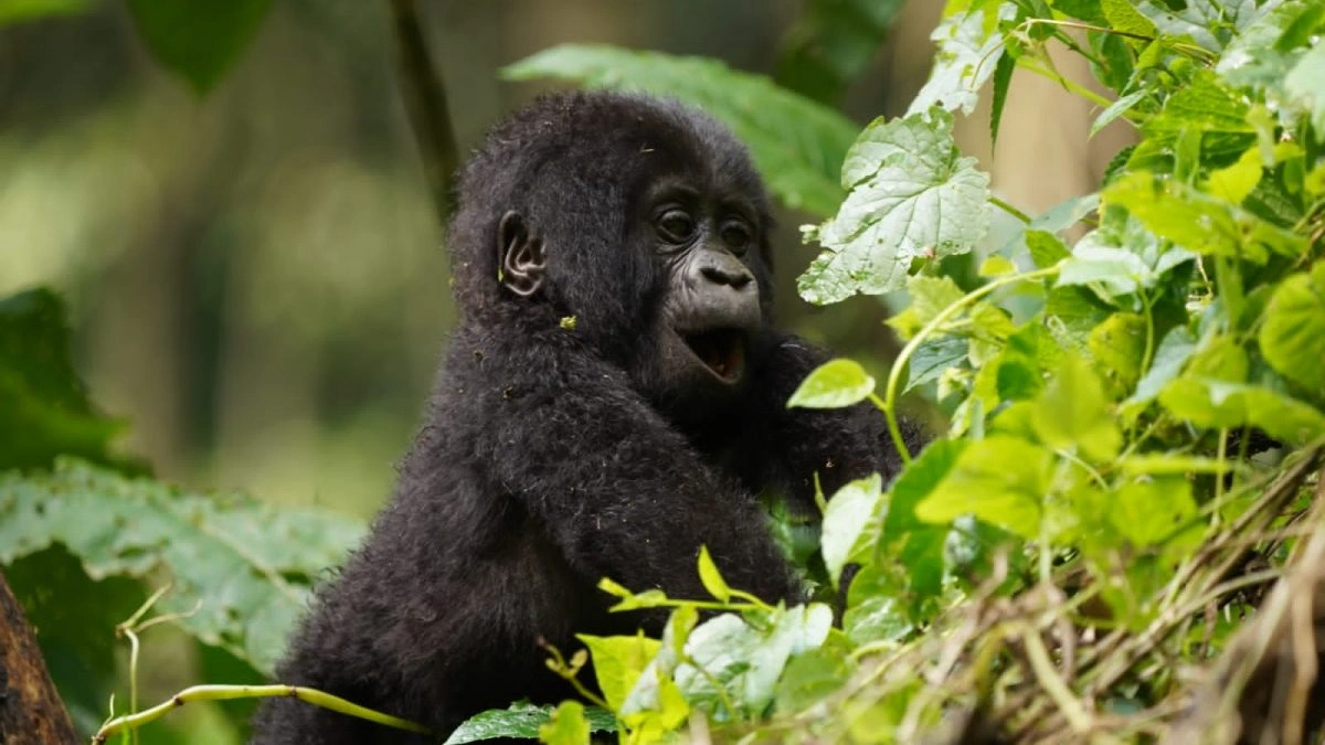 short-gorilla-safaris-in-bwindi-starting-from-kigali-rwanda