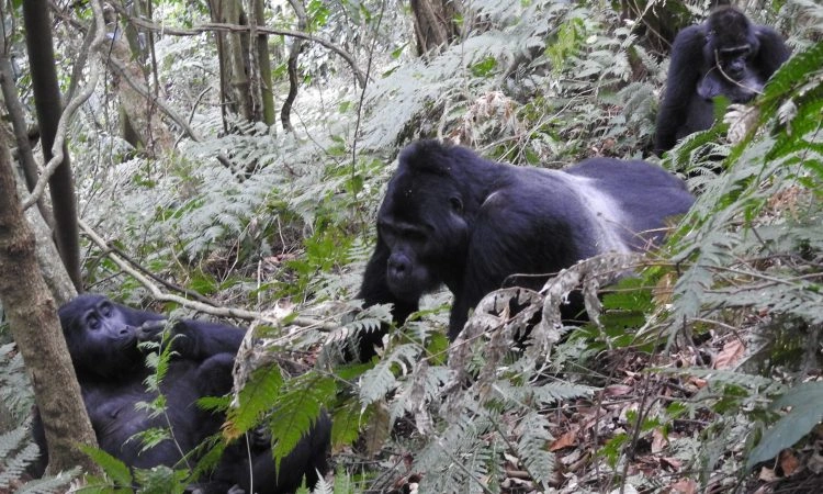 best-time-of-day-for-gorilla-trekking-in-bwindi