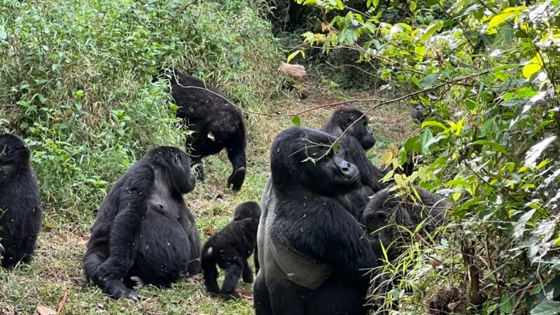 gorilla-trekking-for-senior-travelers-in-uganda-from-rwanda