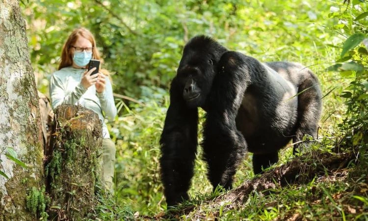 gorilla-trekking-and-cultural-tourism-benefits