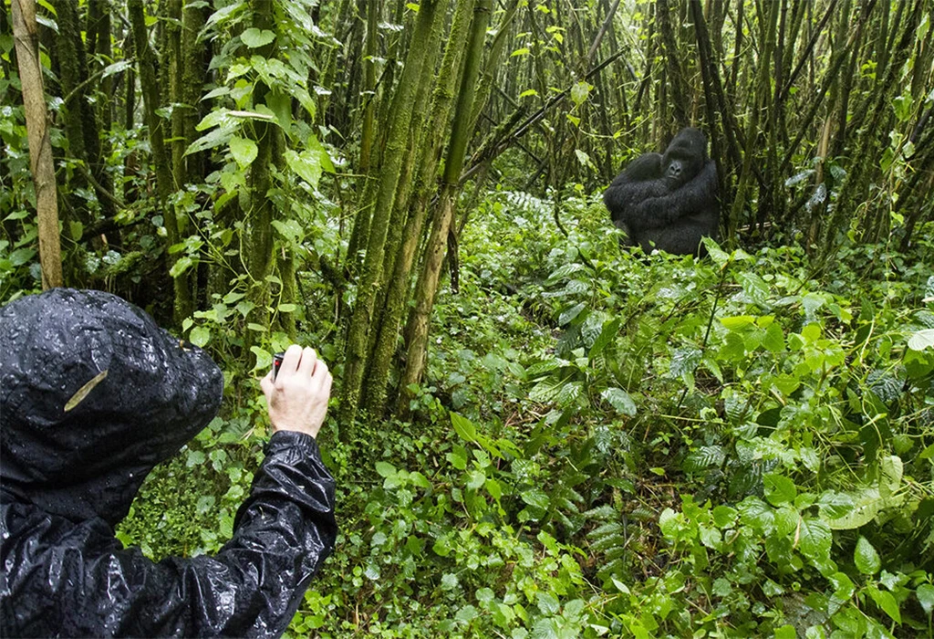 how-gorilla-tourism-supports-local-communities