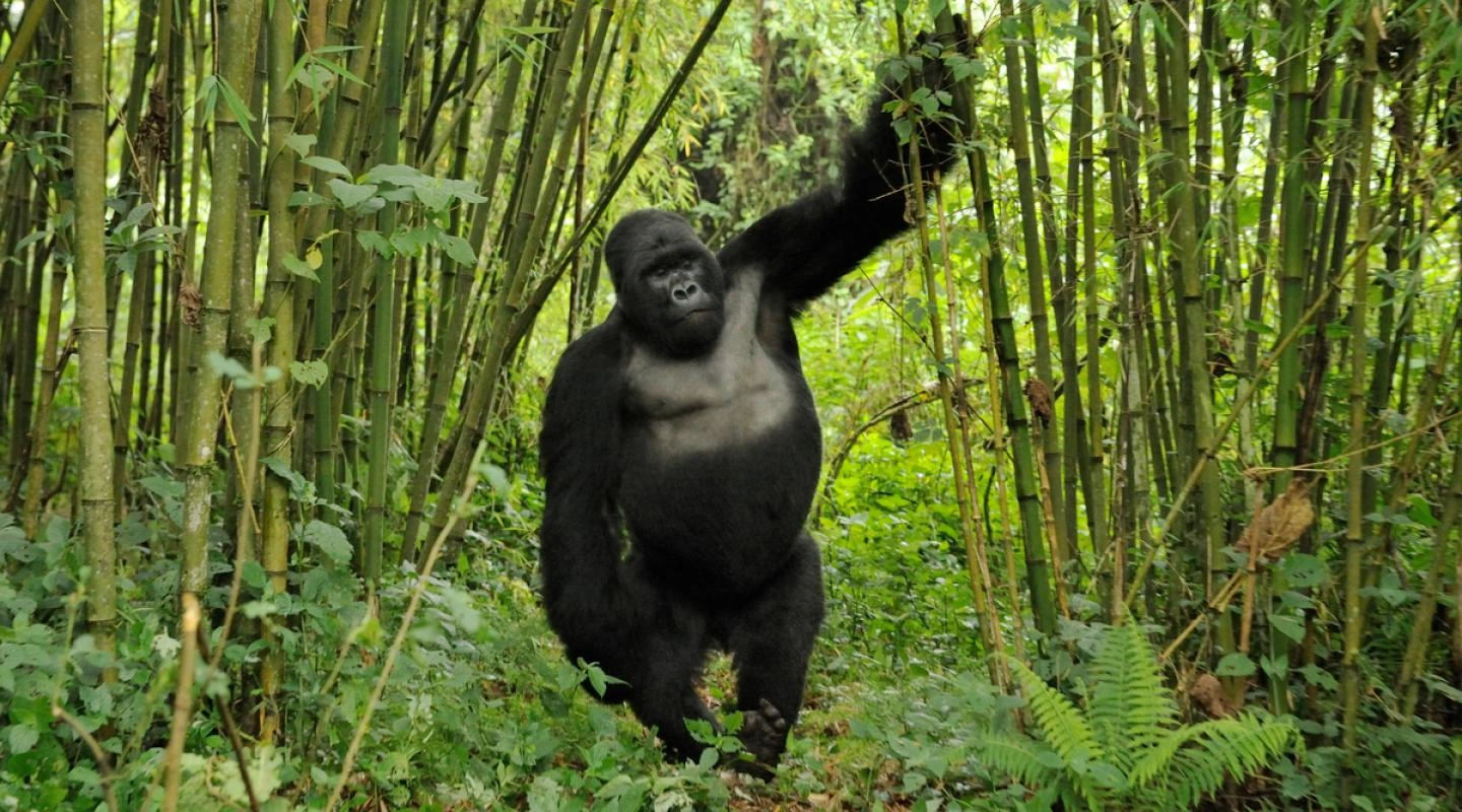 uganda-wildlife-authority-gorilla-trekking