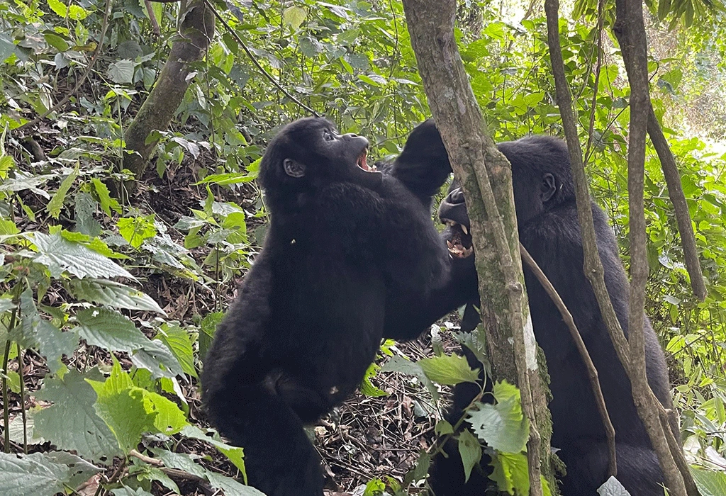 uganda-gorilla-safari-from-kigali