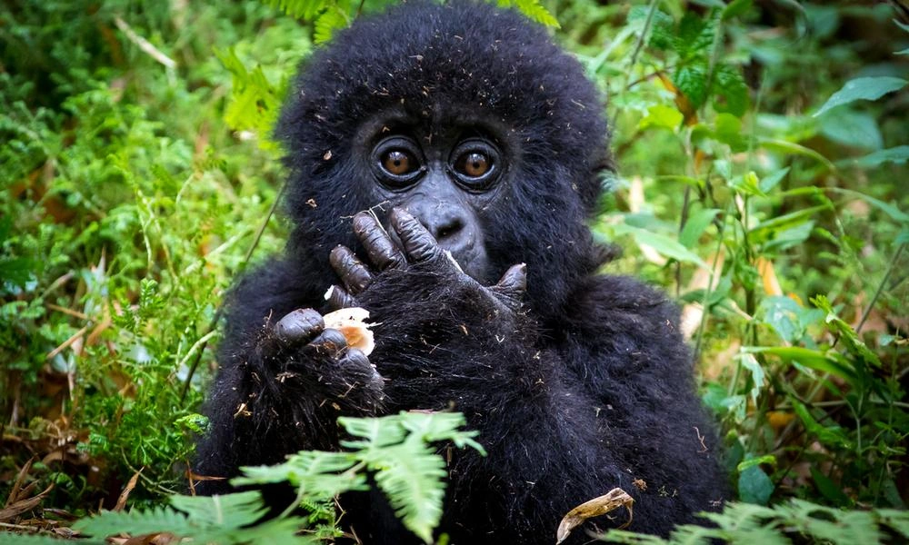 gorilla-trekking-safari-faqs