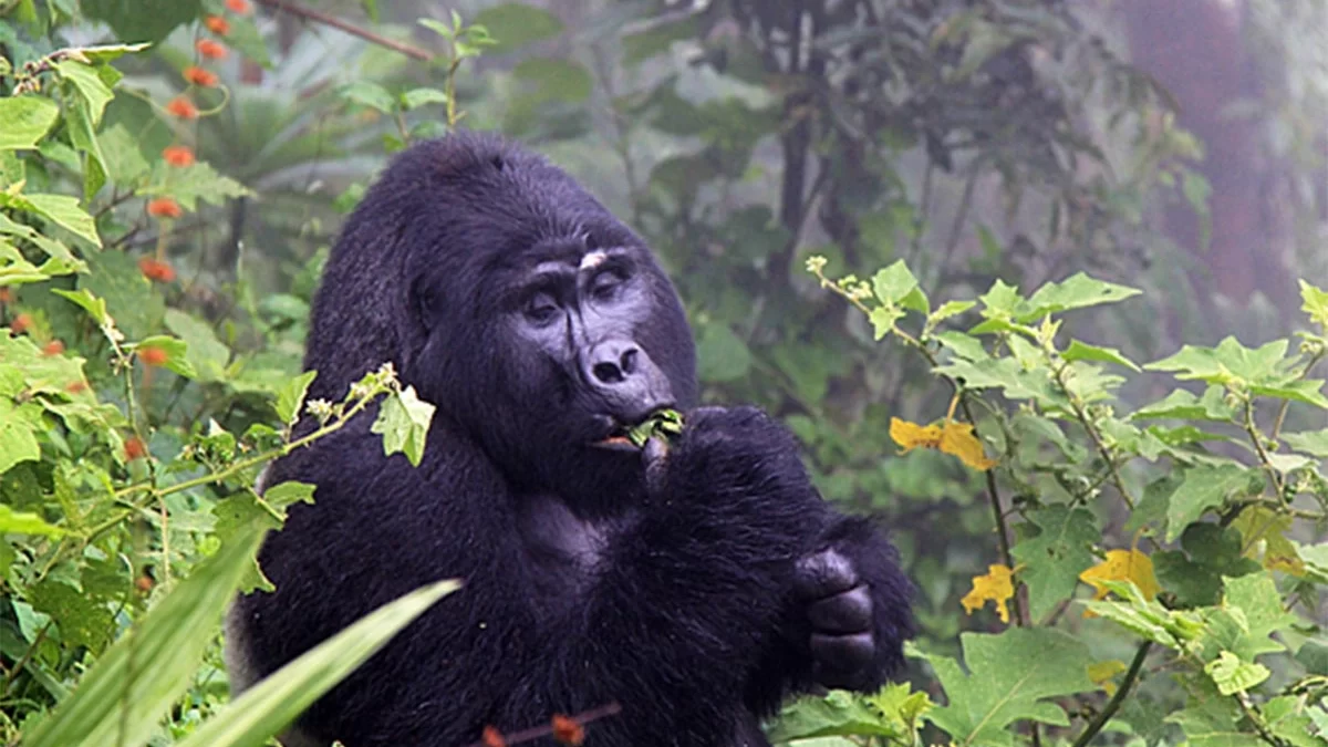 how-to-prepare-for-gorilla-trekking-starting-from-kigali