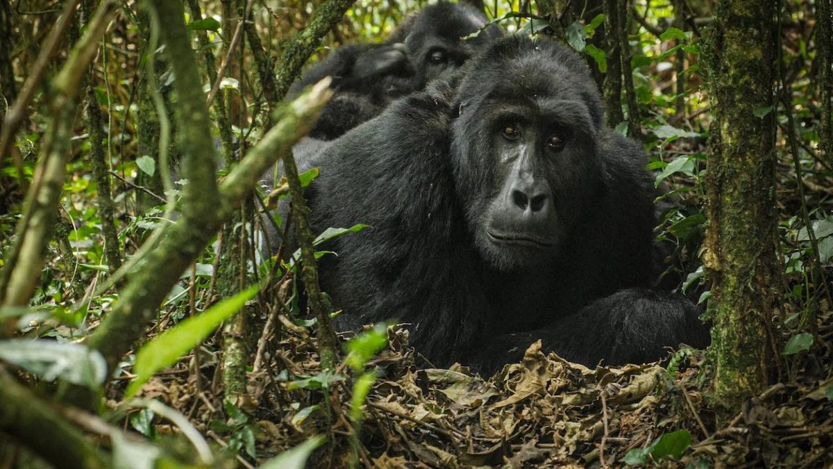 volcanoes-national-park-gorilla-trekking-experience