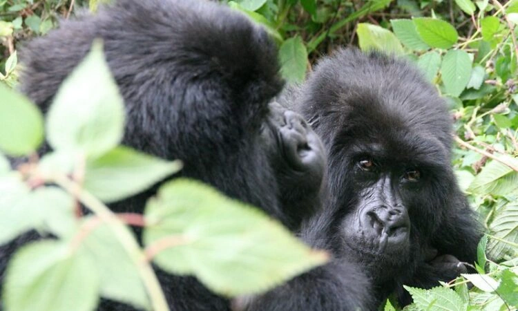 rwanda-gorilla-trekking-combined-with-cultural-tours