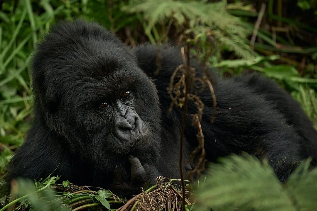 kigali-to-rushaga-gorilla-trekking-transfers