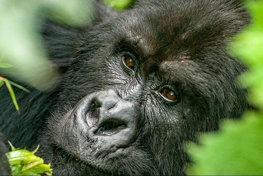 luxury-gorilla-trekking-safaris-in-uganda-starting-from-kigali