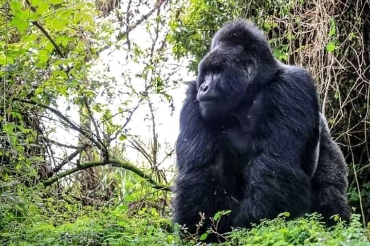 kigali-to-bwindi-gorilla-trekking