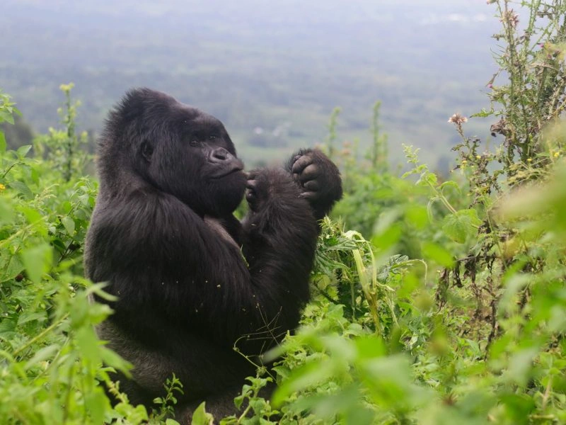 wildlife-safari-and-gorilla-trekking-combo-in-uganda