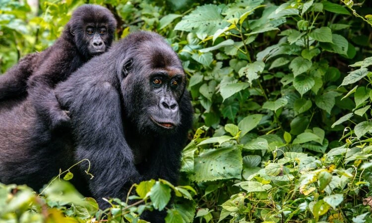 best-tour-operators-for-kigali-to-bwindi-gorilla-trekking