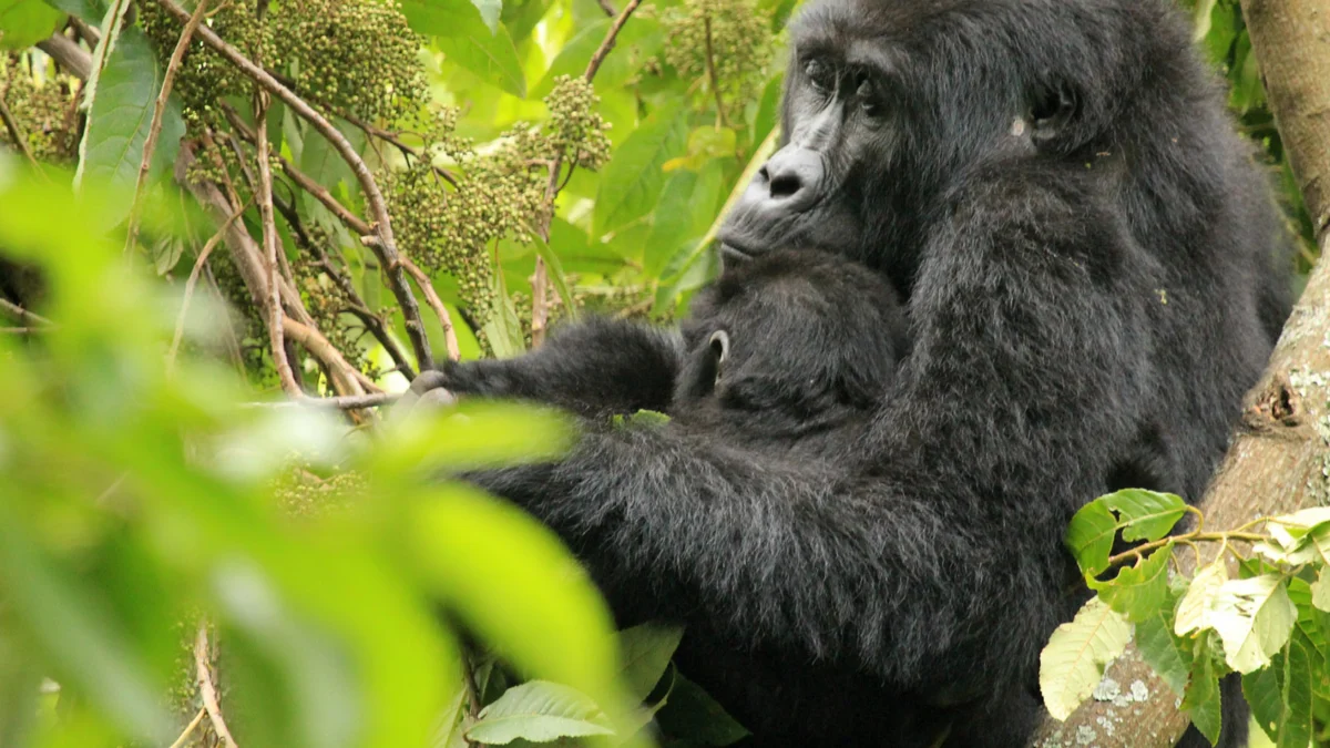 one-day-gorilla-trek-from-kigali-to-bwindi