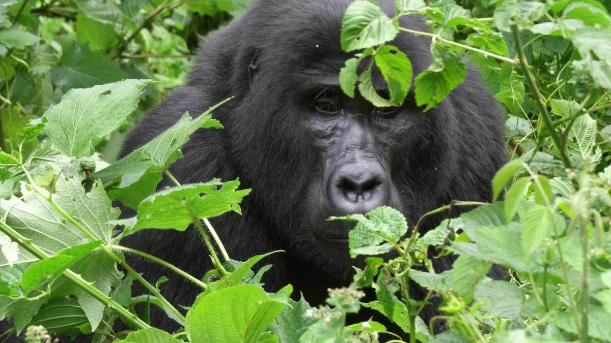 uganda-wildlife-authority-gorilla-permits