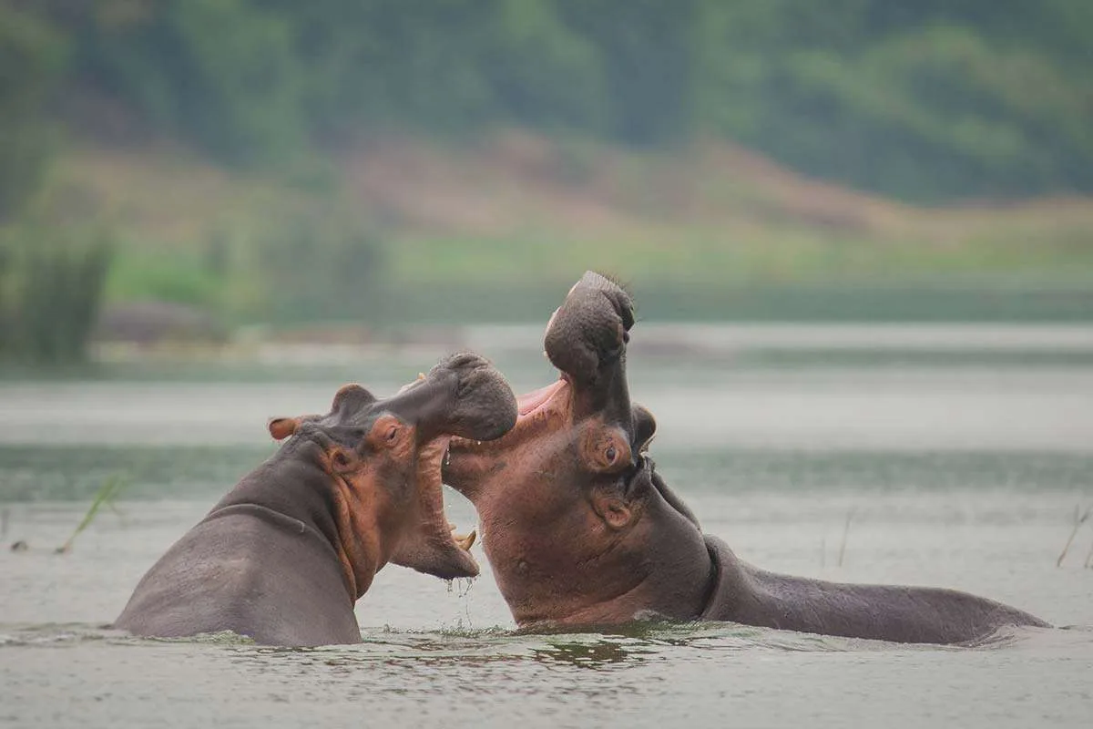 kazinga-channel-boat-cruise-experience