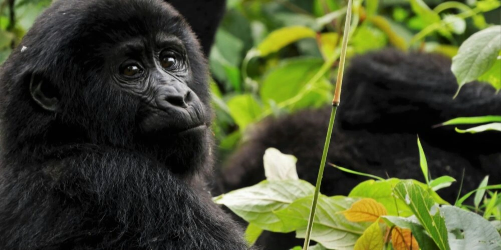 cheap-gorilla-trekking-packages-from-kigali