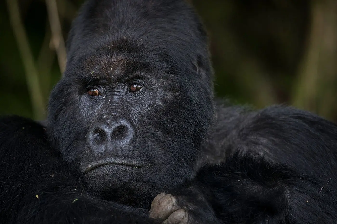 mid-range-gorilla-trekking-packages-in-uganda