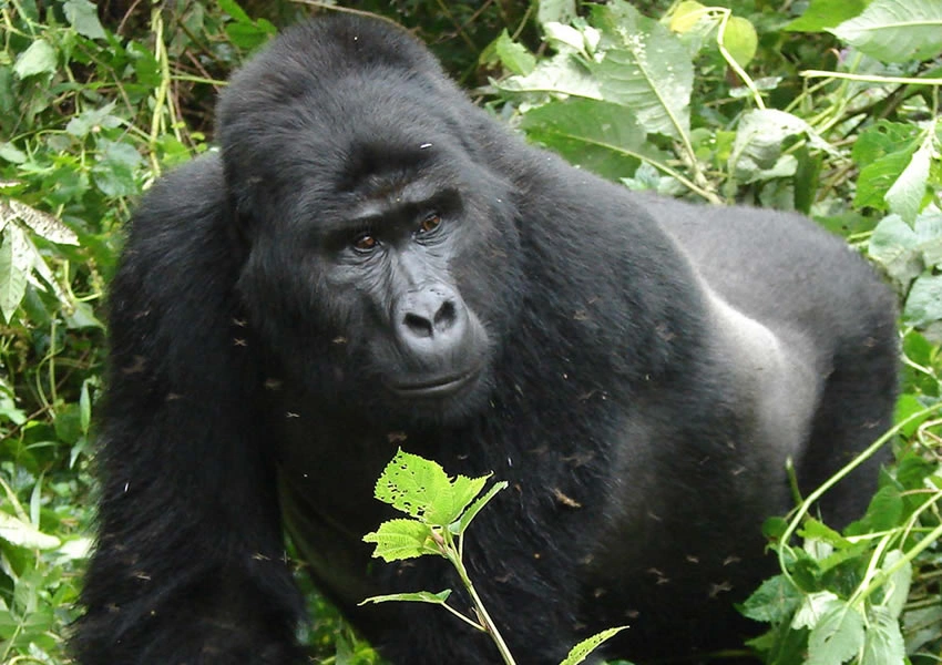 rwanda-gorilla-trekking-in-2-days