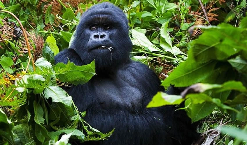 3-days-gorilla-trekking